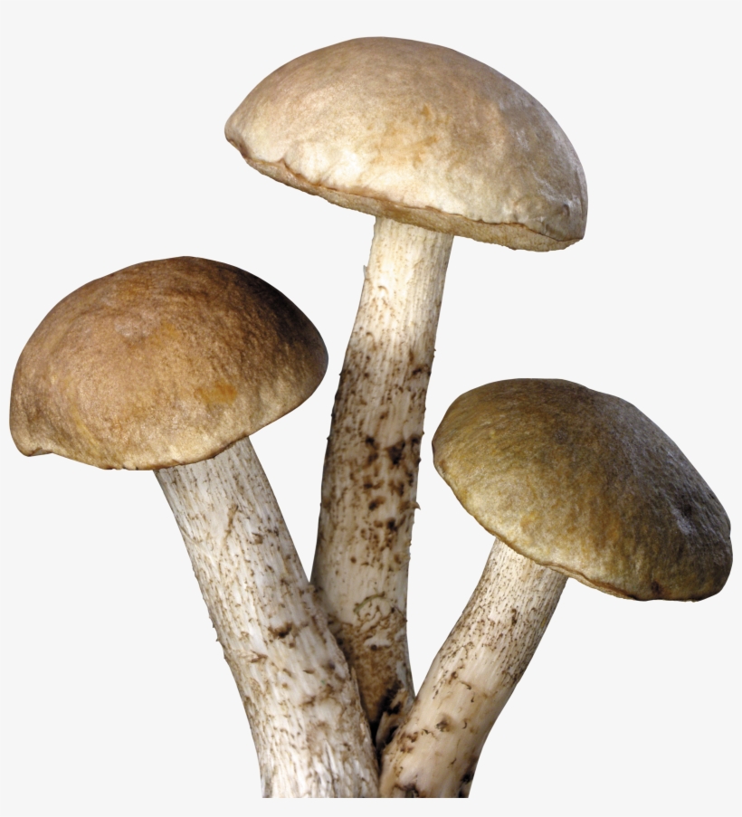 Mushroom Transparent Background, transparent png #137467