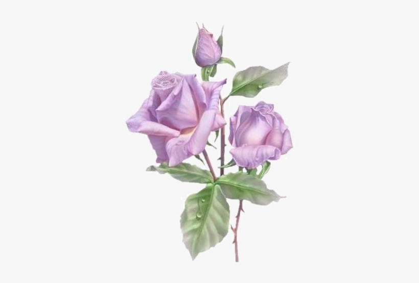 Lavender Colored Roses, Beautiful Painting Flowers, - Congratulations For 10th Exam, transparent png #137625