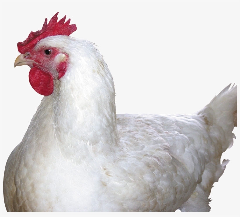 Chicken Png Image - Chicken Png, transparent png #138285