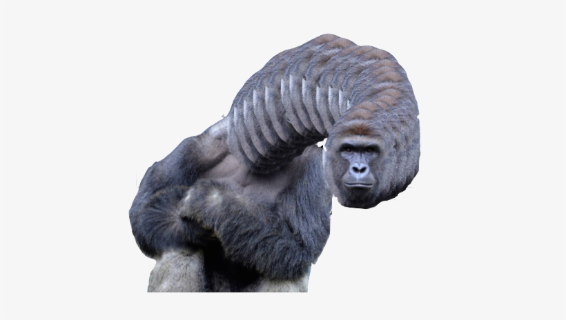 Harambe Png Graphic Free - Harambe Gorilla Collection: Harambe The Gorilla / Dicks, transparent png #138328