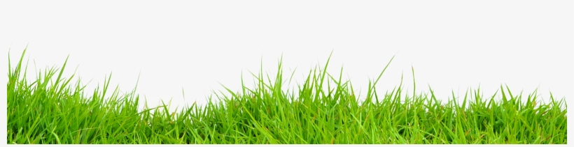 Grass - กอ หญ้า Png, transparent png #138516