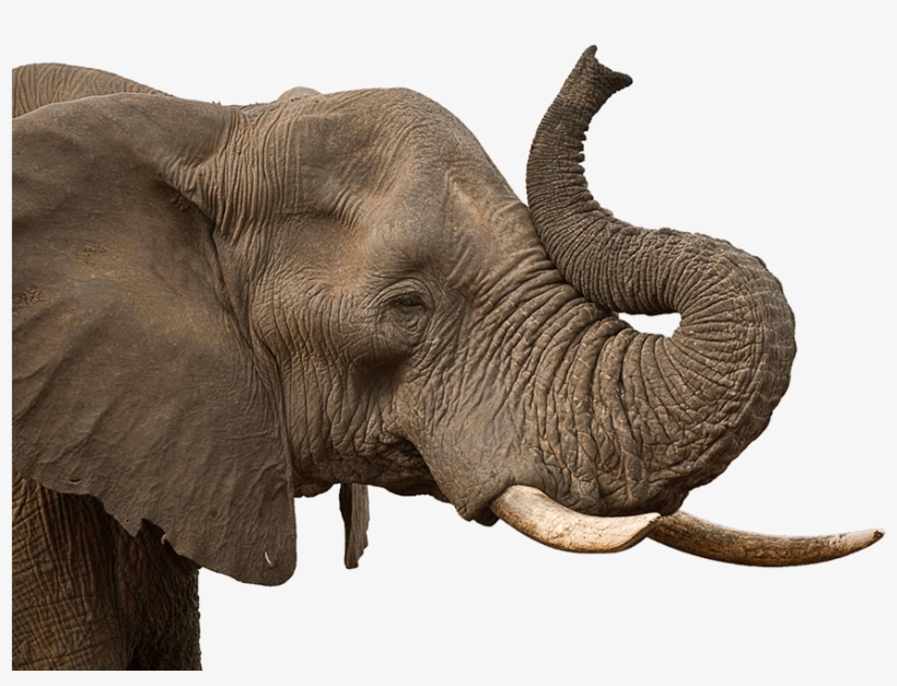 Elephant Trunk - Elephant Png Transparent Background, transparent png #139111