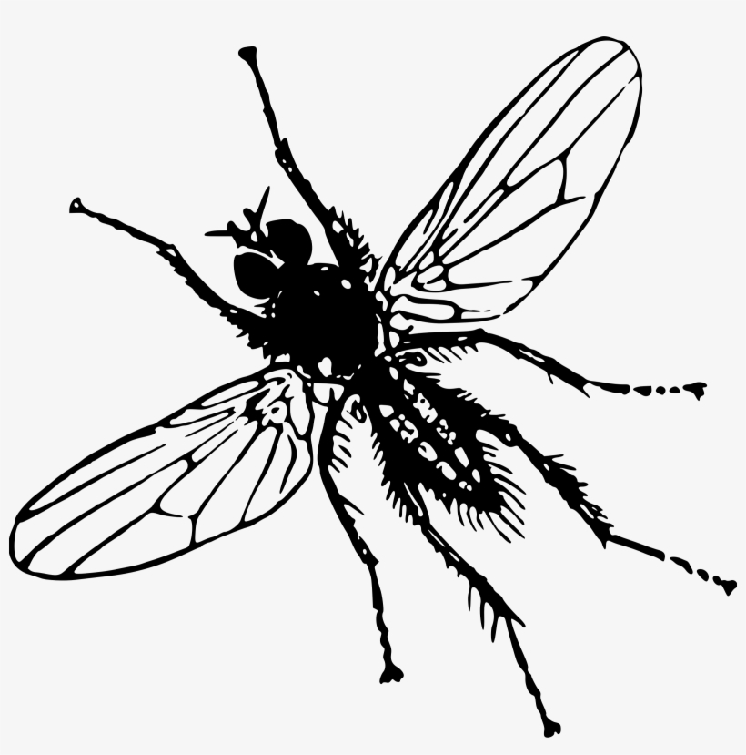 This Free Icons Png Design Of Root Fly, transparent png #139130