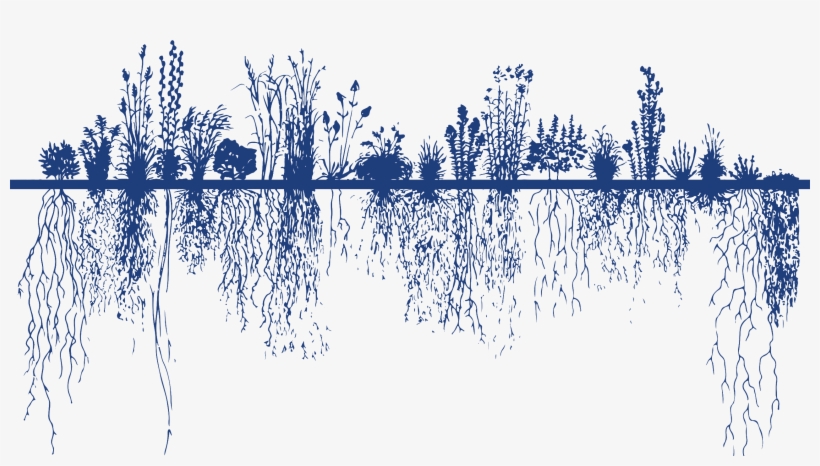 Roeslein Alternative Energy - Root System, transparent png #139457