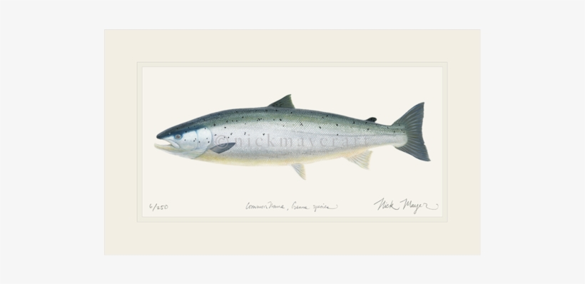 Wild Salmon Png - Painting Of A Salmon, transparent png #139579