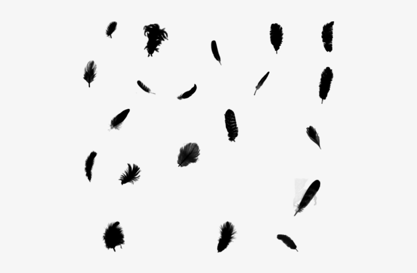 Black Feathers Png, transparent png #1300189