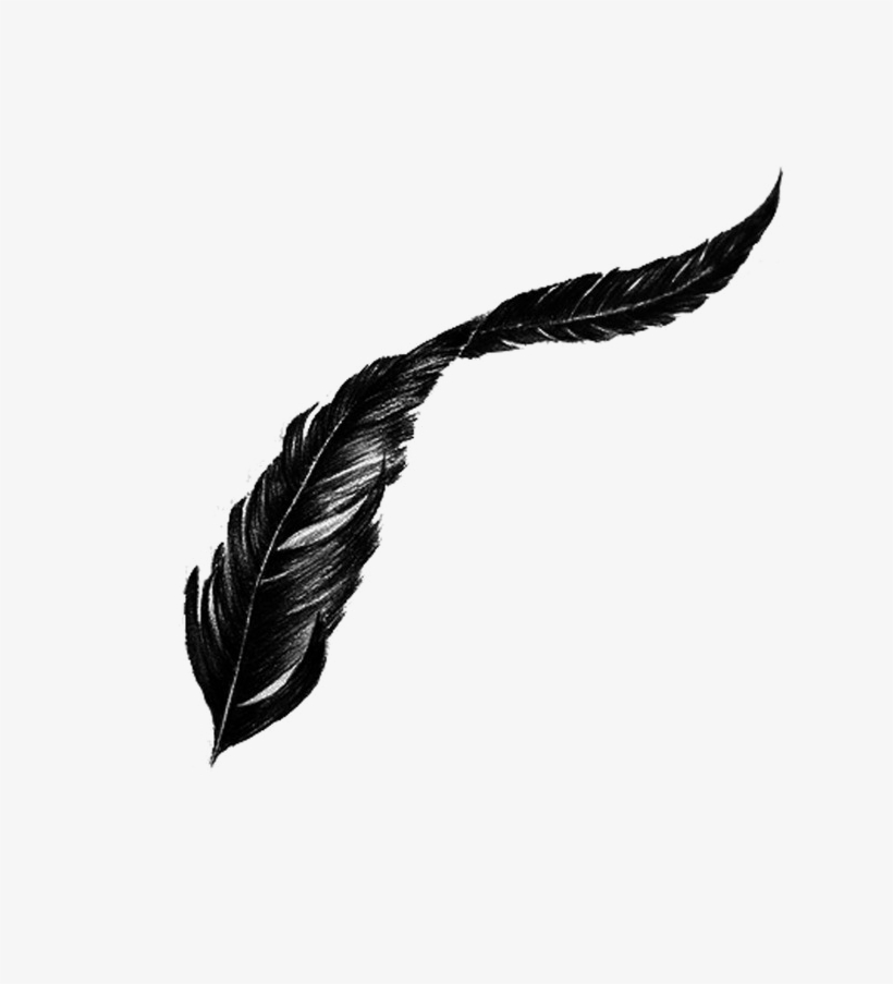 Bird Feather Png Transparent Image - Png Transparent Feather Png, transparent png #1300272