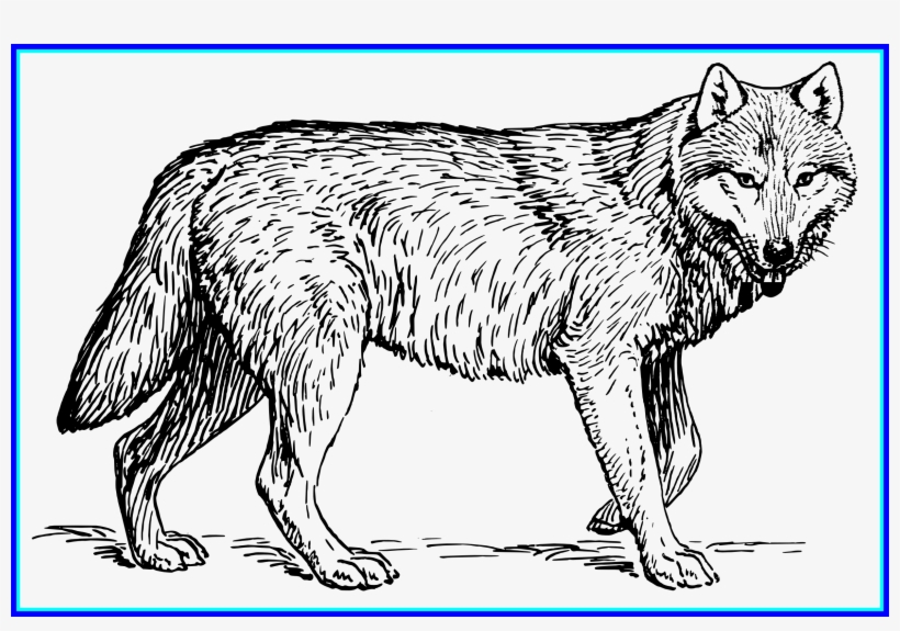 Awesome Black And White Feather Png Cute - Wolf Animal Coloring Pages, transparent png #1300349