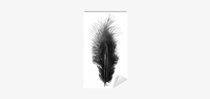 Black Feather On A White Background Wall Mural • Pixers® - White, transparent png #1300711