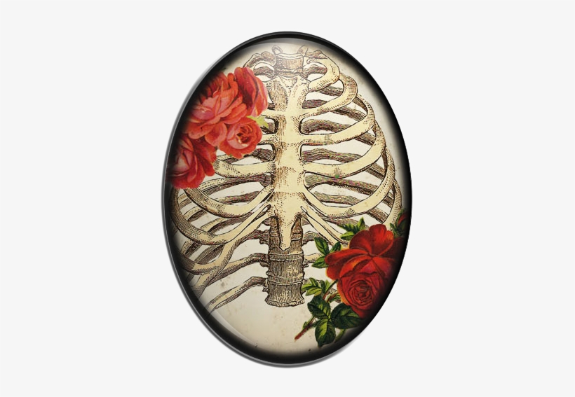 Rib Cage Drawing Free Transparent Png Download Pngkey
