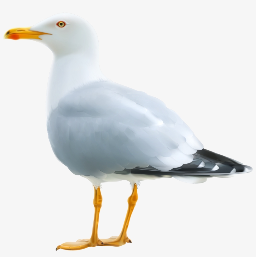 Seagull Png, transparent png #1302143