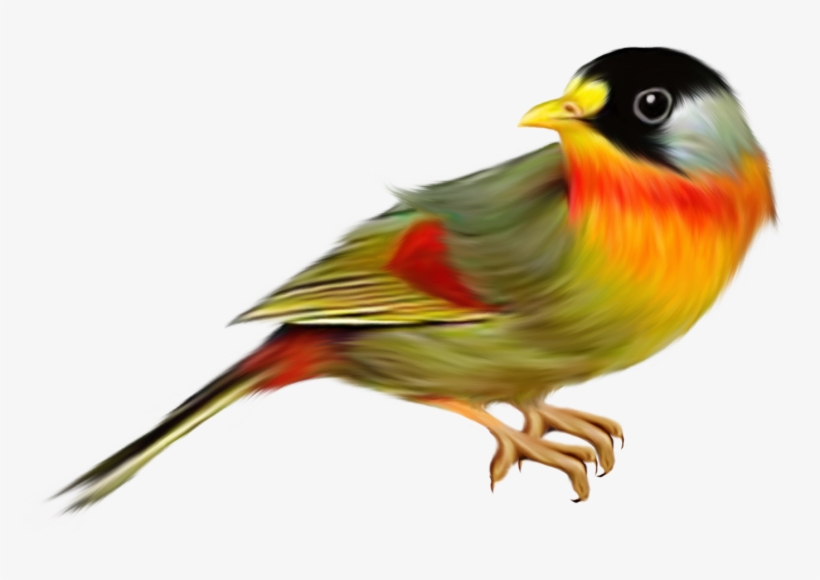 Best Free Birds In Png, transparent png #1302228