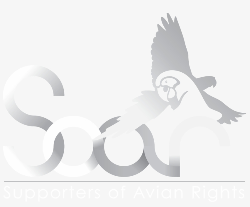 Beak Clipart Beak Bird Of Prey - Cartoon, transparent png #1302278