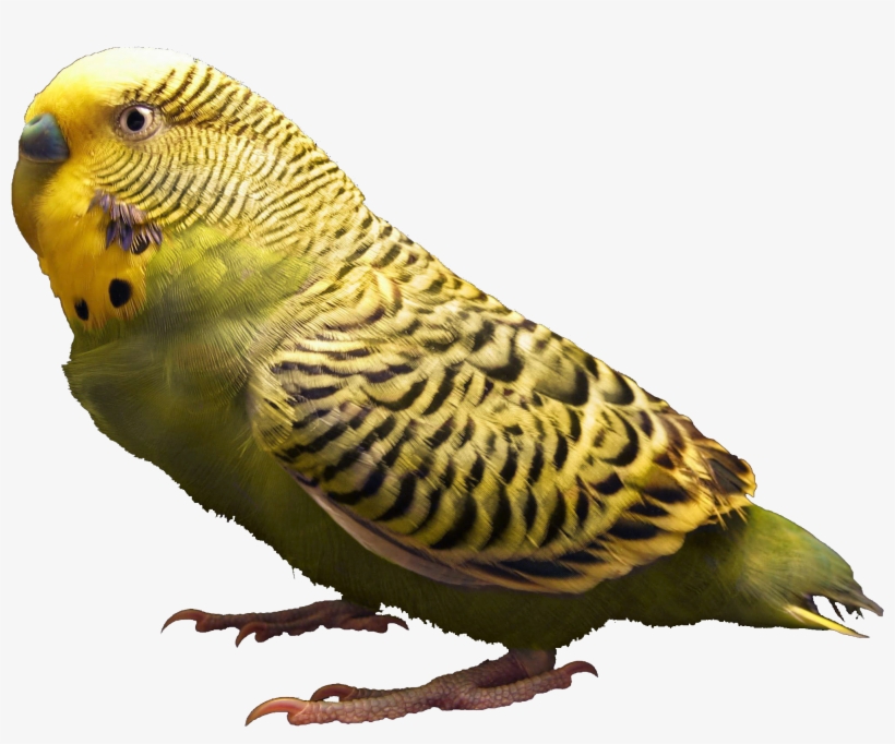 File - Zebrahighres - Body Parts Of Parrot, transparent png #1302434