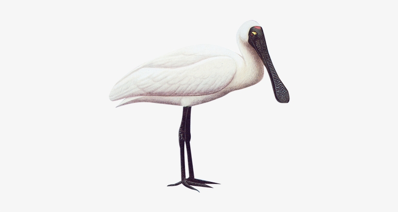 Royal Spoonbill 77cm - Spoonbill, transparent png #1302632