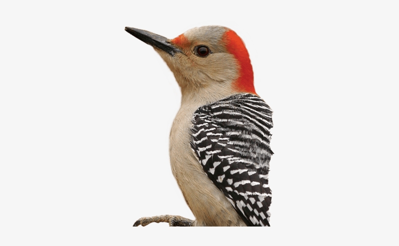 Woodpecker Png - Red Bellied Woodpecker Transparent, transparent png #1302664