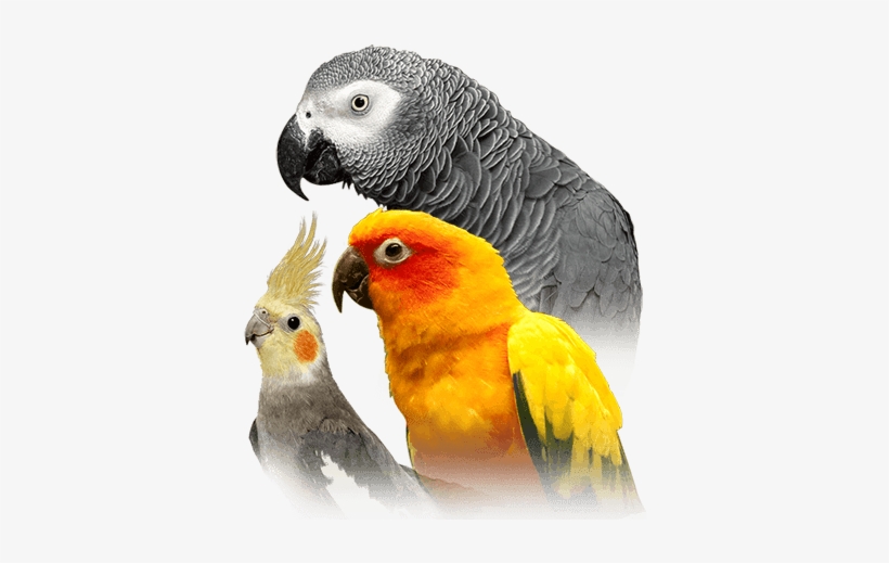 Parrot - Parrot Bird, transparent png #1302692