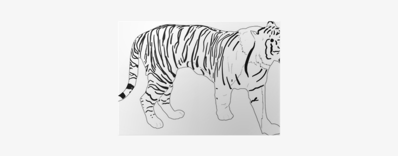 Stripped Tiger Silhouette Isolated On White Poster - Tiger, transparent png #1303217