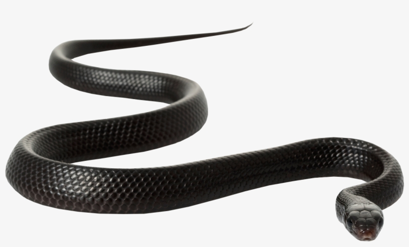 Black Rat Snake Clip Art - Black Mamba Snake White Background - Free  Transparent PNG Download - PNGkey