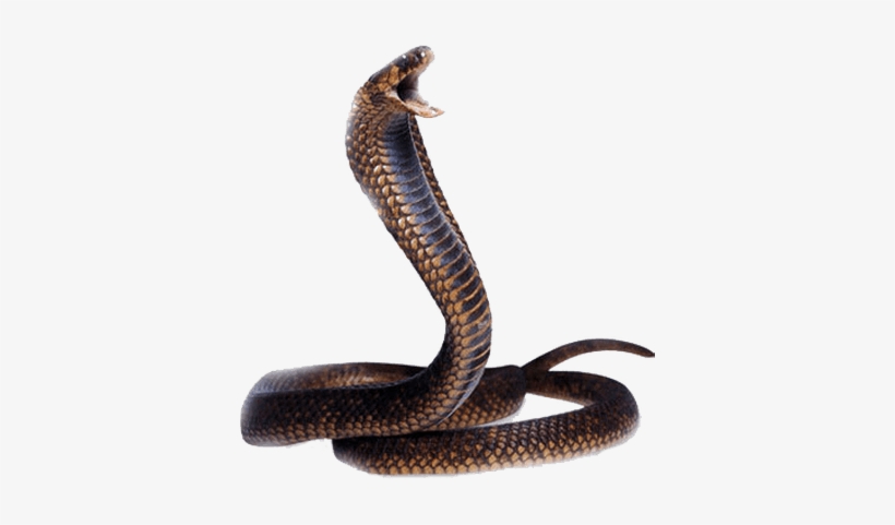 Cobra Snake Head - Snake Png, transparent png #1303280
