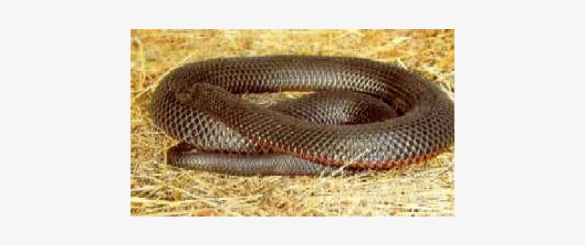 Red Bellied Black Snake - Common Kingsnake, transparent png #1303538