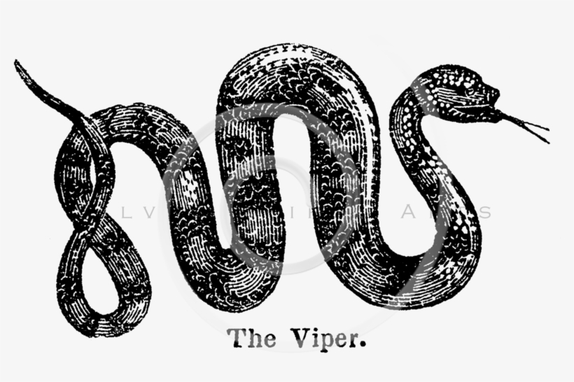 Vintage Snake Transparent, transparent png #1303710