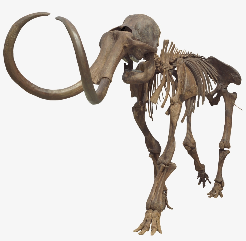Columbian Mammoth Clean - Columbian Mammoth Skeleton, transparent png #1303857