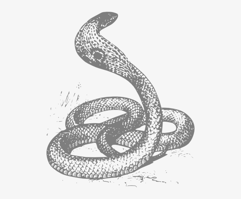 Snake Drawing Invisible Snake Drawing - Free Transparent PNG Download - PNGkey