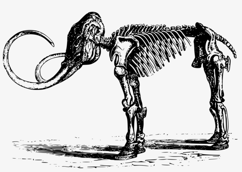 Woolly Mammoth Quaternary Extinction Event Mammoth - Fosiles Blanco Y Negro, transparent png #1304249