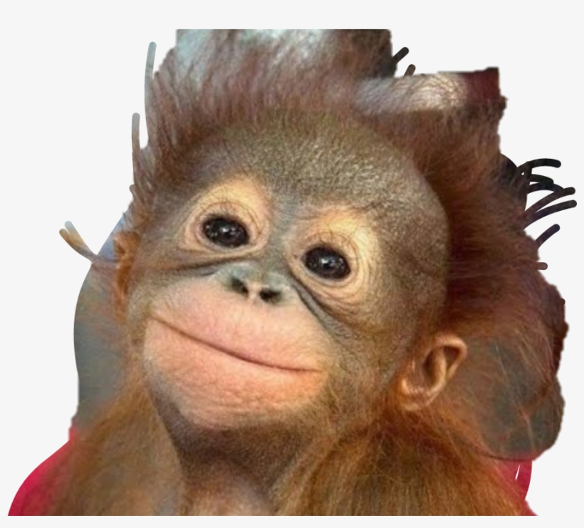 Funny Monkey, transparent png #1304281