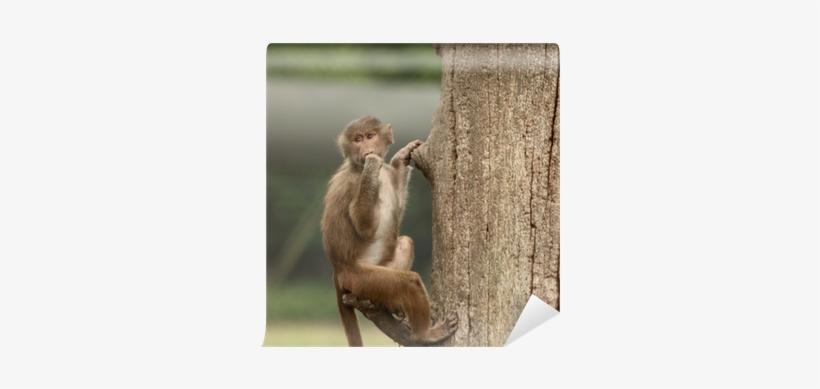 Rhesus Macaque, transparent png #1304492