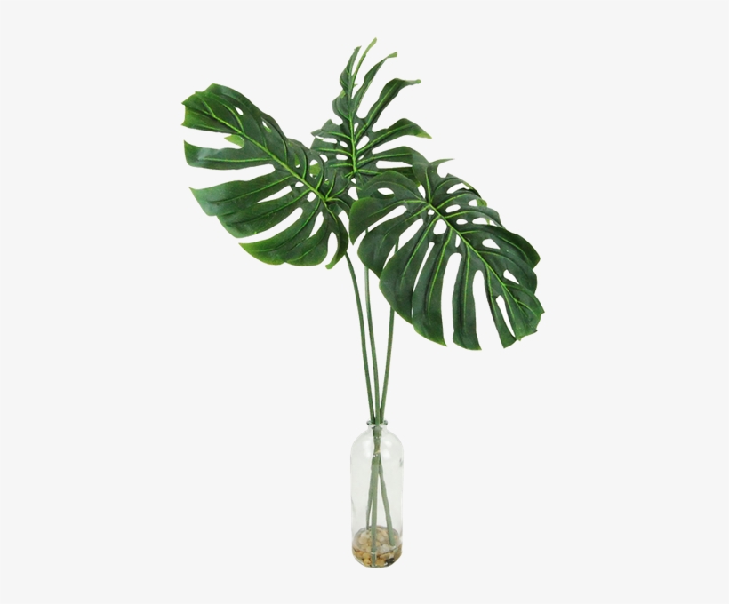 Philodendron Png, transparent png #1305102