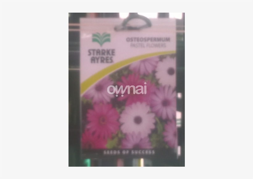 Osteospermum Pastel Flowers, transparent png #1307618
