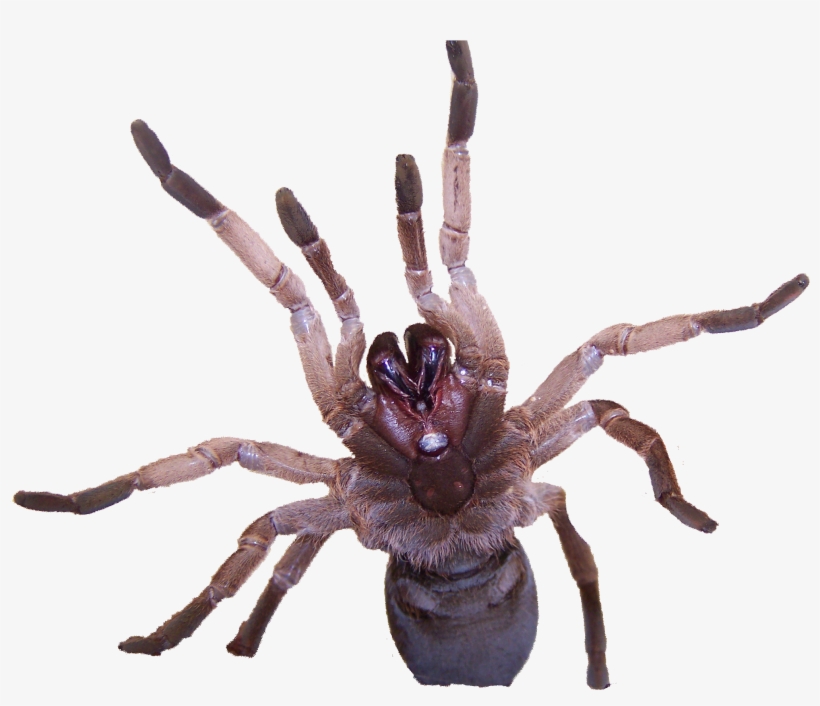 Australian Tarantula Venom Contains Novel Insecticide - Tarantulas Transparent, transparent png #1307659