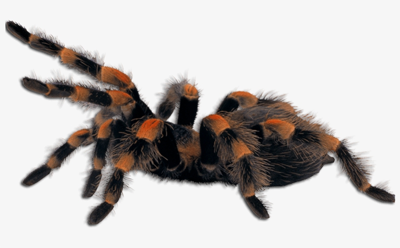 Ar Tarantulas - Spider Png, transparent png #1307661