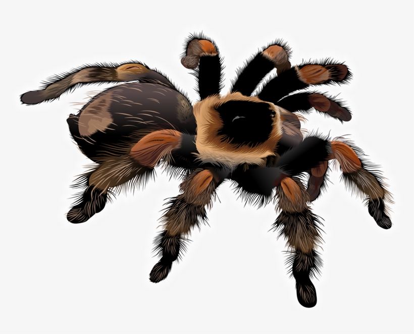 Free Stock Spider Clipart Free Collection Download - Clip Art Tarantula, transparent png #1307684