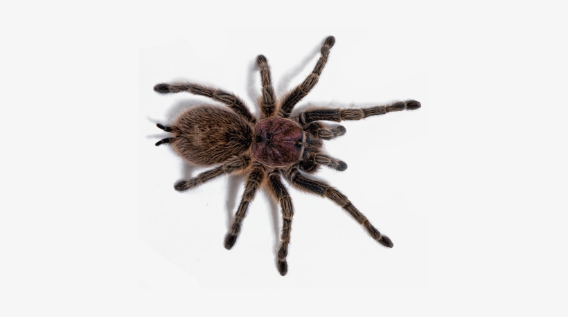Scorpian Tarrantula - - Rose Hair Tarantula Transparent, transparent png #1307686