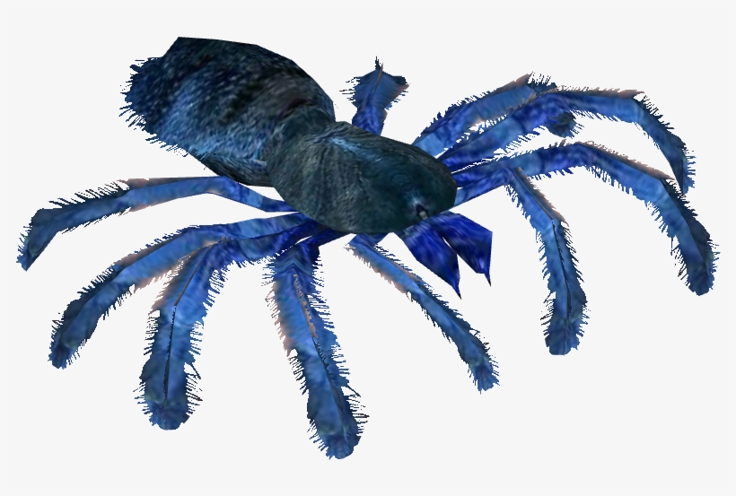 Cobalt Blue Tarantula - Tarantula, transparent png #1307751