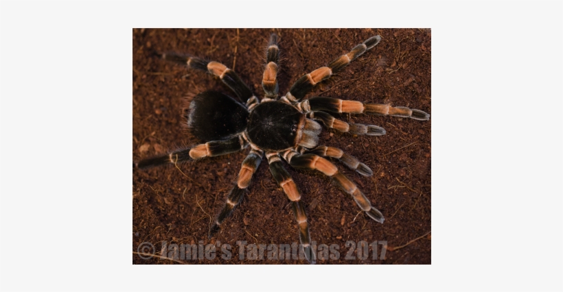 Megaphobema Mesomelas 1 1/4 - Costa Rica Giant Red Leg Tarantula, transparent png #1307813