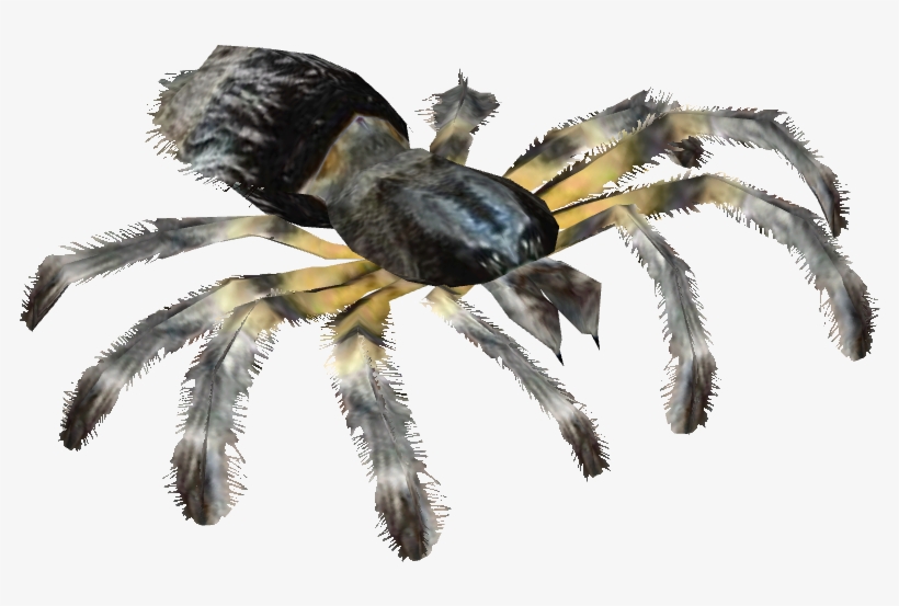 Chaco Golden Knee Tarantula - Insect, transparent png #1307815