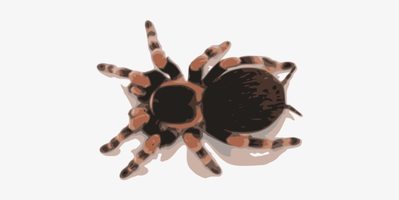 Spider Brachypelma Emilia Brachypelma Hamorii Smith's - Mexican Red Knee Tarantula, transparent png #1307820