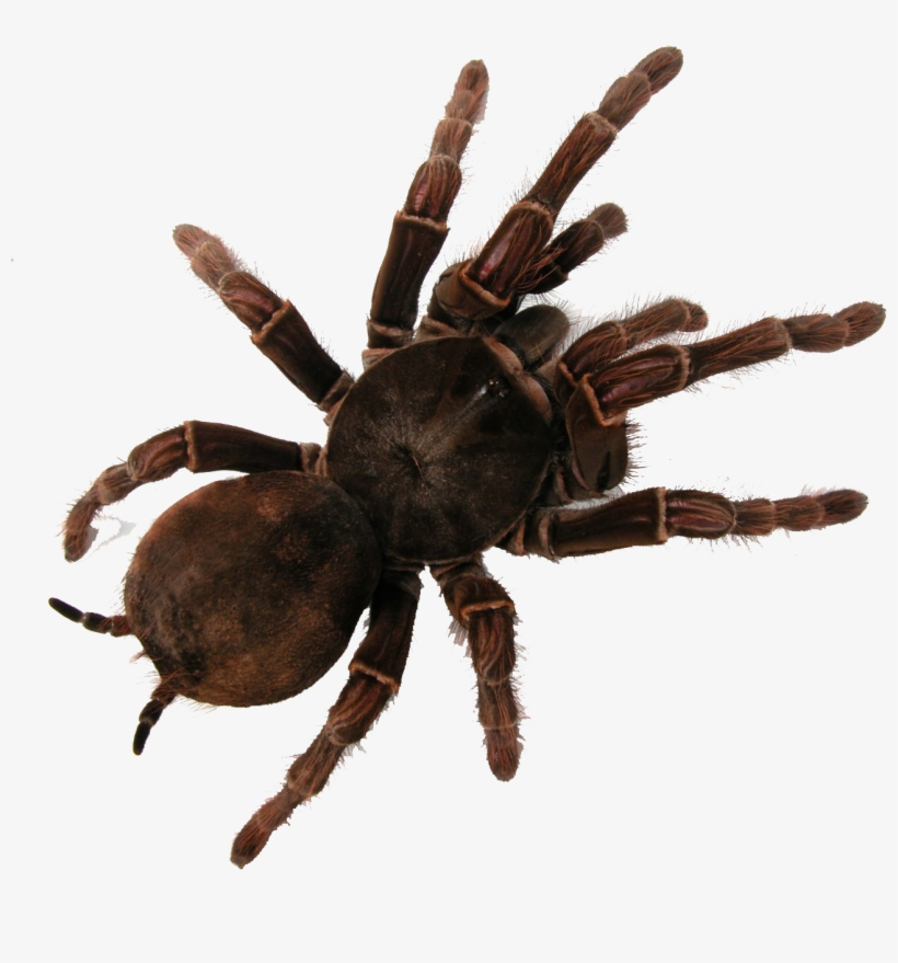 Tarantula, transparent png #1307851