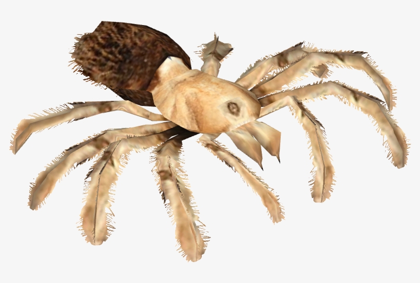 Arizona Blond Tarantula - Wiki, transparent png #1307889