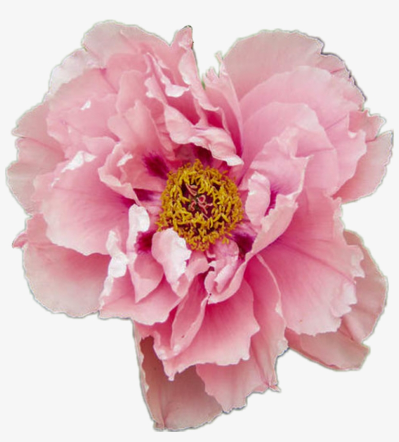 Peony Aesthetic Flower Pink Pretty Tumblr Pastel Rose - Paeonia Itoh First Arrival, transparent png #1307946