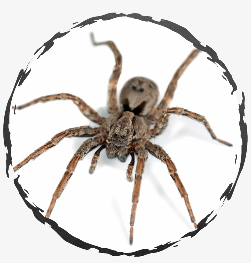 Spiders - Spider, transparent png #1308010