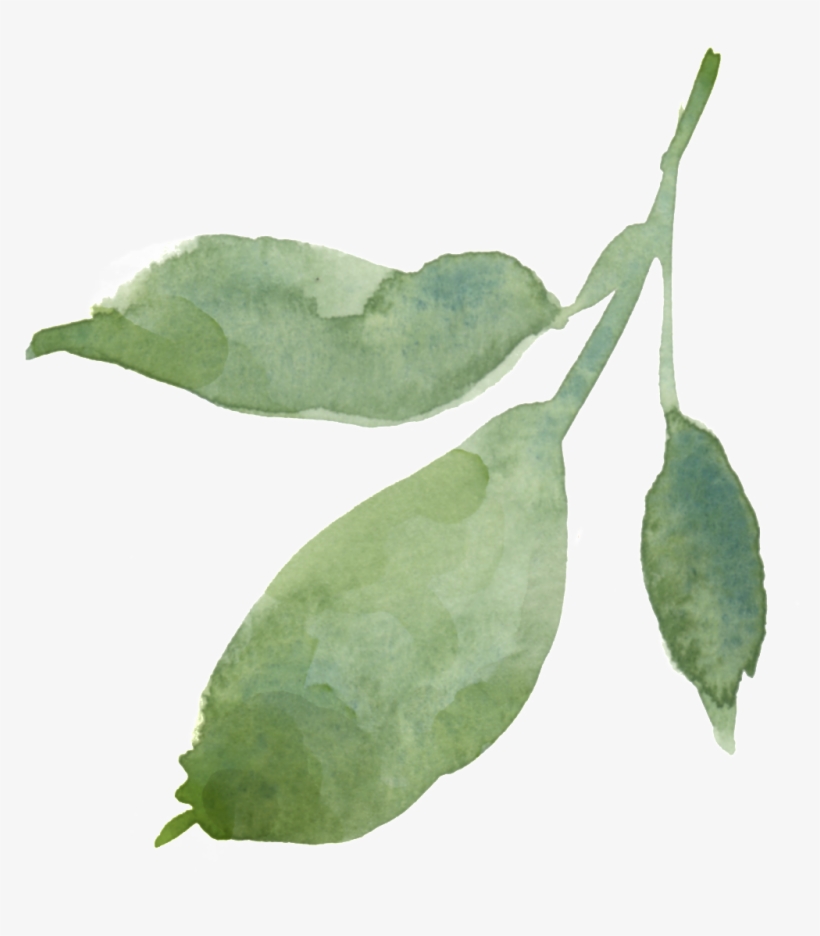 Hand Painted Leaves Transparent Decorative - Portable Network Graphics, transparent png #1308038