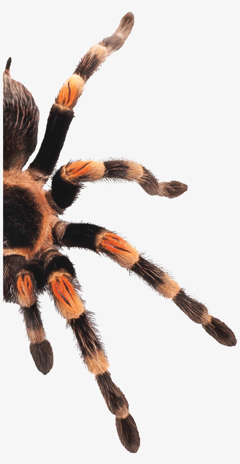 75 Teachers Hours, Extendable To 180 Hours Per Level - Tarantula, transparent png #1308039