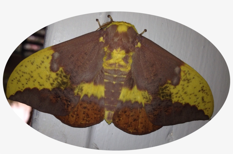 Photo Of A Male Imperial Moth - Imperial Moth, transparent png #1308085