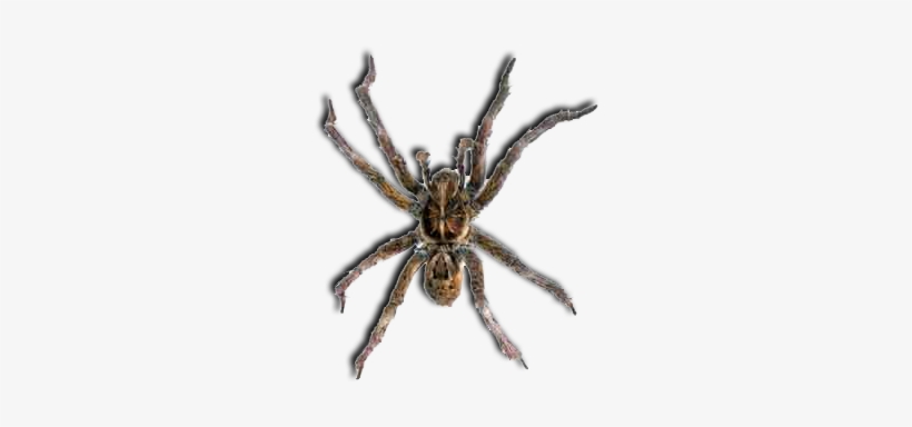 Lgebr Spider - Spider, transparent png #1308106