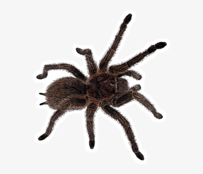 Freetoedit Insect Tarantula Spider Böcek Örümcek - Tarantula, transparent png #1308132